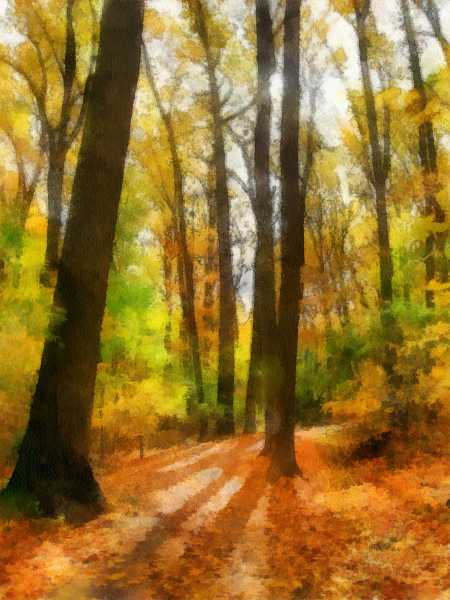 Trail